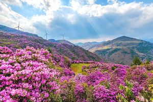 【一路繁花7天】丽江古城、鹤庆西龙潭、桑岭村流苏花雨、剑川古城、兰坪罗古箐、马象公路杜鹃花海、秘境哀牢山、易门凤凰花