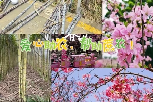 3.29周日【爱心助农】南沙樱花节、十八罗汉山森林公园  南沙游艇会、亲身体验甘蔗海洋1000%助农
