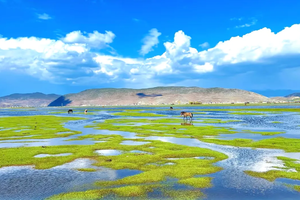 【一路向北】大理双廊-洱海旅拍-喜洲-S弯骑行-沙溪-虎跳峡-白水台-普达措-松赞林寺-纳帕海-丽江-泸沽湖7日游