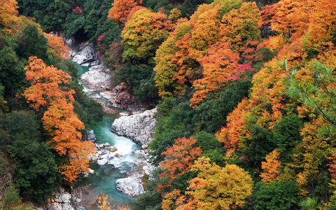 【金秋光雾山5天】2026光雾山（十八月潭·天然画廊·香炉山·黑熊沟·大小兰沟） 三星堆 阆中古城 恩阳古镇 5日全景游