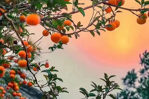 满员中，买一送一，看要求，10.18日【乡村秋色】，上罗千亩柿子海+艾米稻香小镇