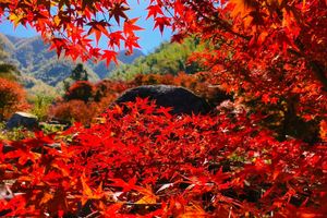 10.24-10.25日【金秋桐子坳】峡谷枫叶林丨中国银杏第一村：漫步湘江万株枫叶林