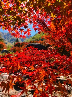 10.24-10.25日【金秋桐子坳】峡谷枫叶林丨中国银杏第一村：漫步湘江万株枫叶林
