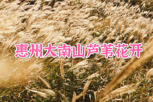 买一送一丨看要求，10.24周六 【高山草甸】登惠东武功山——绿色大草坡大南山之斧头石山野穿越 （1105米）