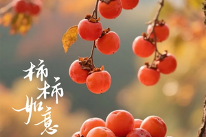 成团，【上罗柿子+岭南红叶2天】从化上罗村千亩柿子海，艾米稻香小镇，岭南红叶世界赏枫、天空之境美拍、趣味魔法森林二天