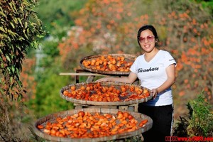 11.9 周日【桂峰村赏柿季】从化桂峰村柿外桃园 | 漫步从化柿子林，登高望远，徒步美丽乡间小道