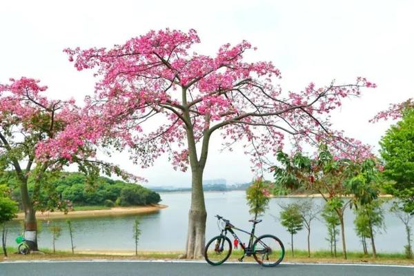 【松山湖异木棉花开】12月16日 东莞松山湖环湖徒步、骑行、华为欧洲小镇、黄花风铃木盛开休闲一日游 特价：48-63元