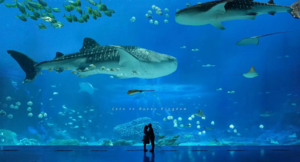 【珠海2天】2025周末穿越深中通道 珠海长隆海洋王国 烟花秀 淇澳岛 圆明新园 情侣路 港珠澳大桥、珠海渔女2日游