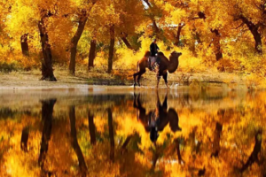 西北青甘、宁夏：2025青海湖、茶卡盐湖、甘肃敦煌莫高窟、月牙泉、宁夏双飞团