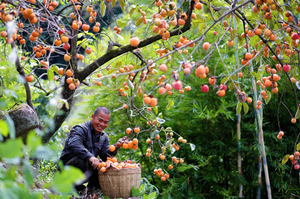11.1 周六【从化上罗柿子节】相约从化上罗村千亩柿子 海艾米稻香小镇赏稻 铜锣工匠小镇一日游