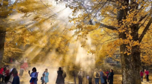 【双城三日游】永州桐子坳银杏+零陵古城+湘江大峡谷枫叶+夜游郴州裕后街+ 高椅岭/九龙水寨竹筏/马皇丘
