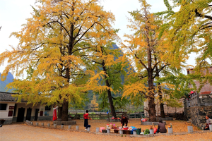 【广西漠川银杏2天】广西漠川赏银杏、访秦家大院、探天生桥溶洞2日游