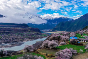 【大美川藏·11日】G317+G318·林芝桃花+金川梨花+色达+玉隆拉措+德格印经院+强巴林寺+然乌湖+来古冰川11日