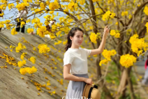 3.8周日穿越深中通道、中山云梯山醉美黄风铃木花海、孙中山故居休闲1日游