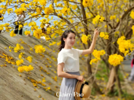 3.15周日【中山休闲】云梯山赏黄花风铃木，中山故居+客家土楼品美食