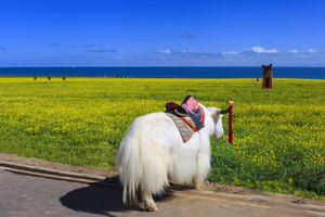 【悠游西北】2025西北 青海湖、戈壁、盐湖与沙漠的奇幻交响7日游・8人团（西宁进出）