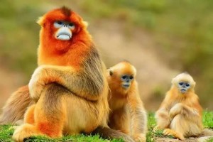 【华中秘境6天】2025问道武当山 穿越神农架探秘 三峡观澜 双遗产文化&自然探索6天之旅！