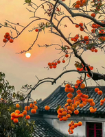 11.9  周日，【乡村秋色】上罗千亩柿子海+艾米稻香小镇+罗洞工匠小镇  78起