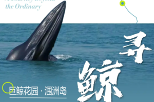 【巨鲸花园4天】别让期待落空！赶紧预约专属北海涠洲岛观鲸，赴一场心灵之约！（北海集散）