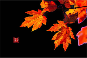 12.3-4日小九寨南雄帽子峰银杏世界摄影拍照、岭南红叶世界广东最美红枫、天空之境美拍、趣味魔法森林二天