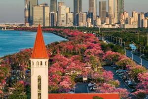 12.7周日【珠海横琴】85元起，打卡珠海横琴葡萄牙小镇，可登高遥望澳门，赏樱花木棉林