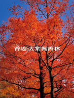 【麦径10段13公里 】周六12.20，香港麦理浩径十段赏红枫 +港版千岛湖徒步