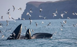 【涠洲岛3天2晚】《中国国家地理》力荐！涠洲岛观鲸之旅，解锁中国最美海岛的鲸奇秘境（深圳出发）