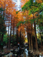 12.28周日【落羽杉 梅沙尖】十峰之梅沙尖、马峦山郊野公园，大华兴寺祈福