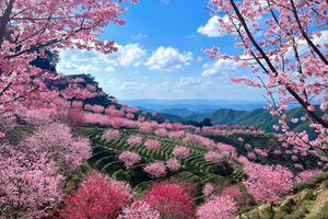 【平安包团】游700年客家围屋苏家围  红色记忆---阮啸仙故居  阴那山樱花盛开2日游