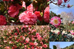 3.8周日【广100第一站·阿婆六国际茶花谷徒步节】藏在从化的“莫奈花园”，花海，竹林，乡村之旅 2026-2