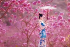 12.7周日【紫花摄影】邂逅江门紫风铃花丛中 行摄中国最大蒲葵林 仿若误入童话世界！