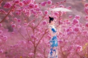 1月2日【紫花摄影】邂逅江门紫风铃花丛中 行摄中国最大蒲葵林 仿若误入童话世界！