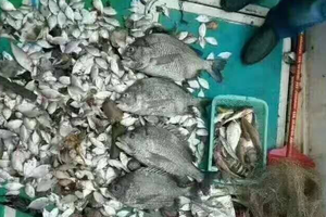成团，8月30日开海福利来袭 大鹏游艇观光+出海捕鱼 海鲜大餐高端一日游