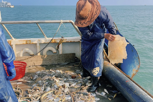 成团，8月30日开海福利来袭 大鹏游艇观光+出海捕鱼 海鲜大餐高端一日游