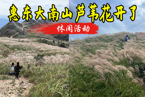 成团了 芦苇花开了 买一送一 10.18日【中等难度】惠东大南山 | 媲美武功山的绿色高山草甸