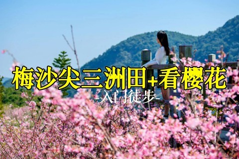 周六2.22【中等-梅沙尖】丨梅沙尖穿越三洲田赏樱花，大华兴寺四面佛祈福