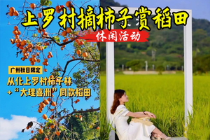 成团 买一送一 10.5日【乡村秋色】上罗千亩柿子海+艾米稻香小镇