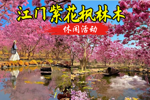 12.20周六，【赏花摄影]江门紫花风铃木赏花摄影一天游