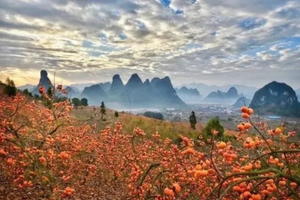 【恭城柿子2天】12.17-18 恭城拍摄采摘柿子+黄姚古镇2天（ 15人成团）