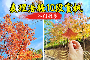 【麦径10段13公里 】周六12.20，香港麦理浩径十段赏红枫 +港版千岛湖徒步