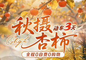 观赏季12月/元旦1.1成团【秋摄恭城+阳朔+桂林动车3天】含动车往返 海洋乡银杏节 恭城秋柿 旅拍七星岩城徽象鼻山