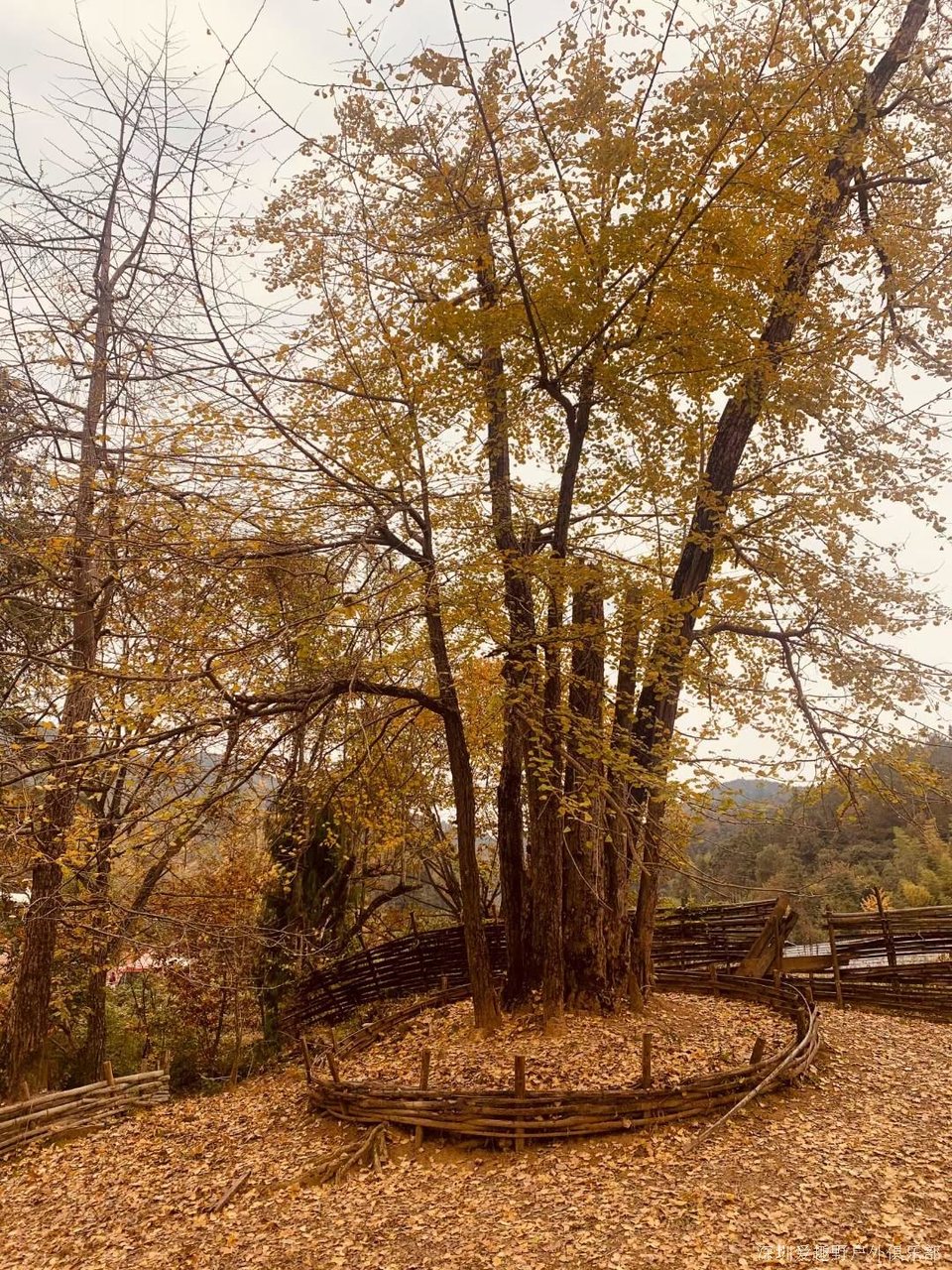 mmexport1639586559072