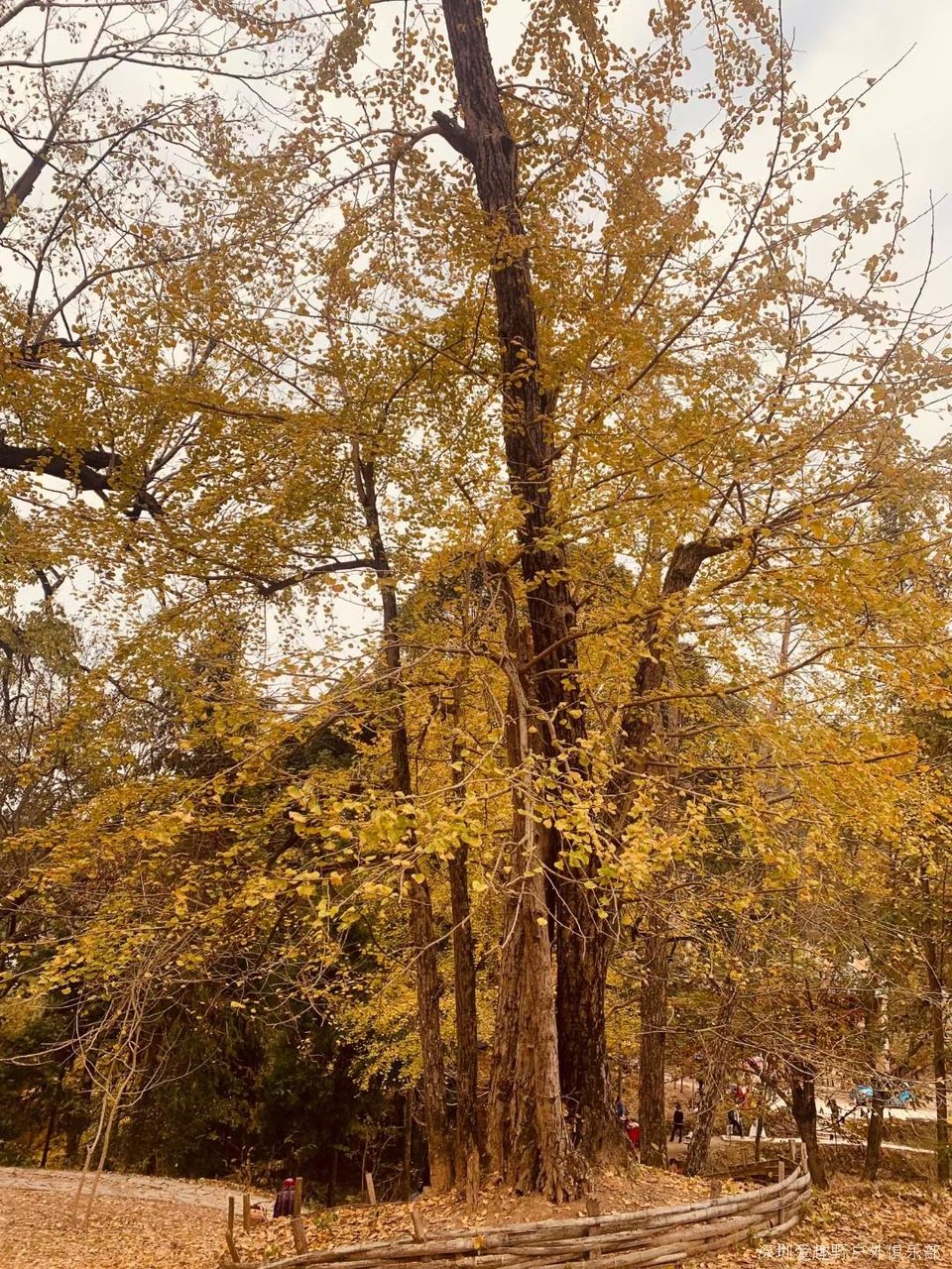 mmexport1639586556858