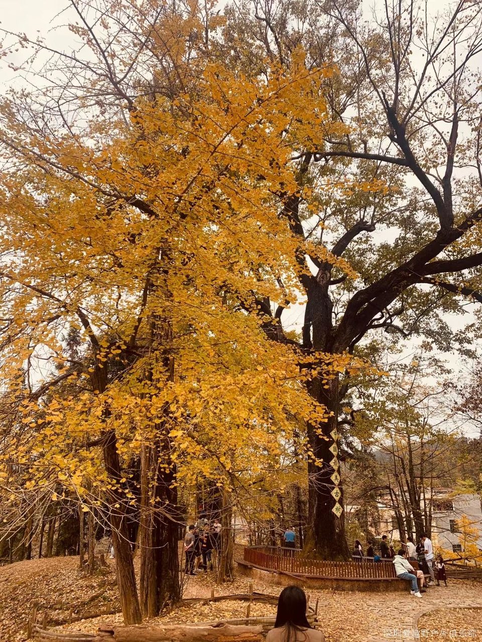 mmexport1639586554948