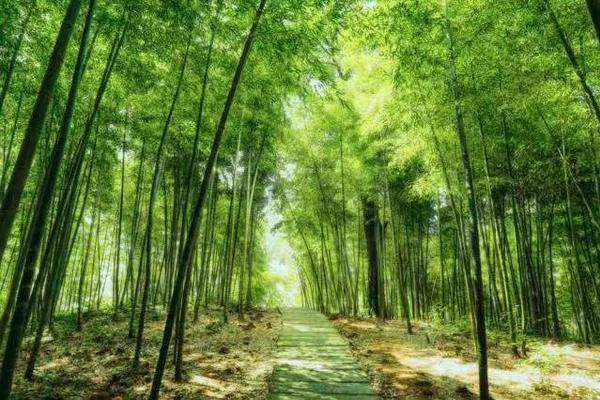 1.7 周日【户外游玩 . 上青古道+安昌古镇】徒步上青古道，穿越浩瀚竹海；行摄安昌古镇，寻味最具年味江南水乡