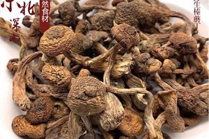 野生榛蘑-东北特产