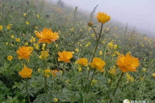 【免门票最后1期】6月5日（周三）蔚县小五台（辉川景区）免门票一日游