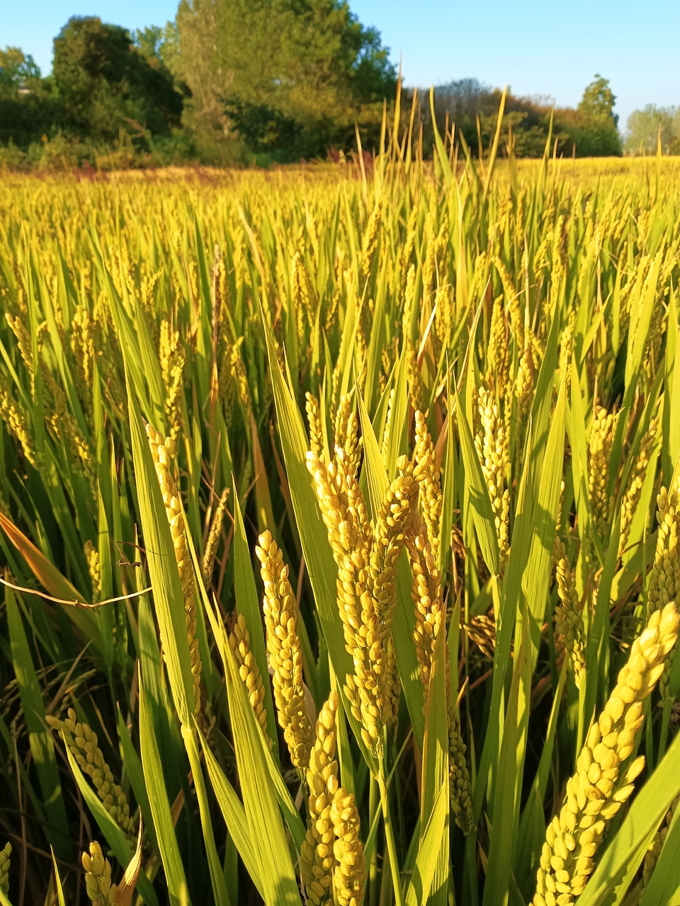 微信图片_20221017232814