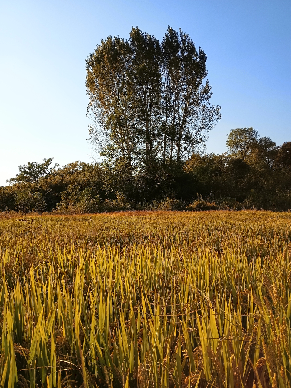 微信图片_20221017232820