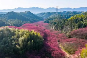 赏春必去 | 03.21 临安米积村， 邂逅十里红樱的诗意春天，点燃春天里的粉色童话